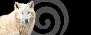 White wolf with a black background