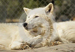 The white wolf with bright eyes.