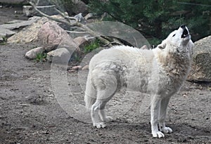 A white wolf calls the herd howling in the forest