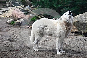 A white wolf calls howling in the forest