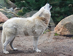 A white wolf calls howling in the forest