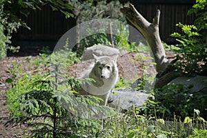 white wolf came to the edge