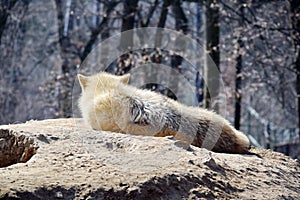 White Wolf Canis Lupus Arctos Arctic Portrait Stock Photo