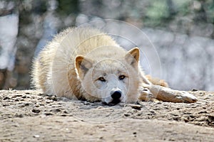 White Wolf Canis Lupus Arctos Arctic Portrait Stock Photo