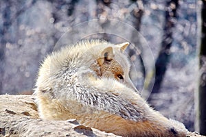 White Wolf Canis Lupus Arctos Arctic Portrait Stock Photo