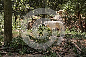 White wolf Canis lupus arctos walking in forest, another one in background