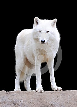 White wolf on dark background