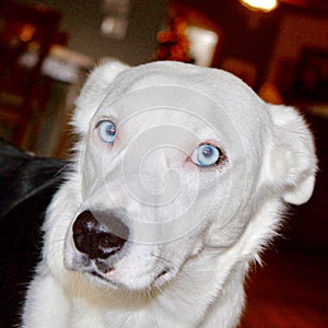 White Wolf Dog with Blue Eyes