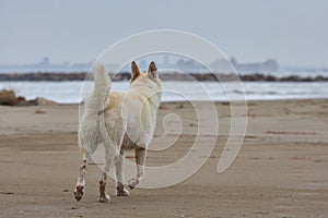 White wolf dog walking on the beach