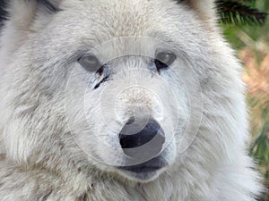 White wolf face portrait relaxing at WolfMountain