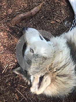 White Wolf face resting on the path