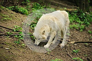 White wolf in the forest