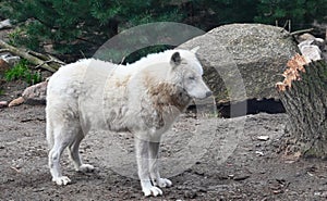 A white wolf  in the forest