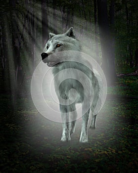 Blanco Lobo Bosque ilustraciones 