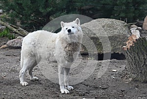 A white wolf  in the forest looks for a prey