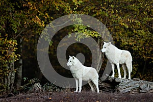 White wolf in the forest
