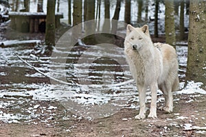 White Wolf in the great outdoors
