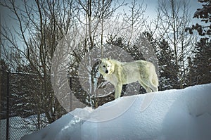 White wolf in Grizzly & Wolf Discovery Center