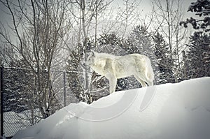 White wolf in Grizzly & Wolf Discovery Center