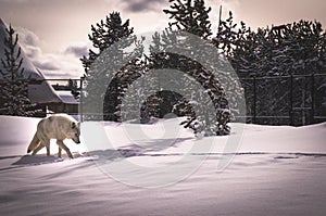 White wolf in Grizzly & Wolf Discovery Center