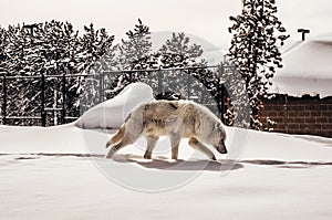 White wolf in Grizzly & Wolf Discovery Center