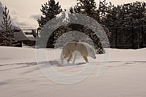 White wolf in Grizzly & Wolf Discovery Center
