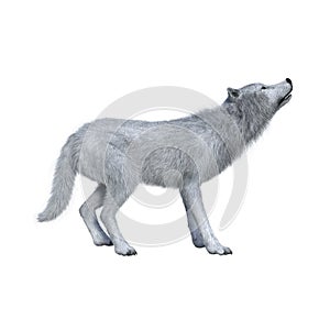 White wolf howling. 3D illustration isolated on white background