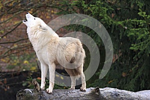 White wolf howling in forest