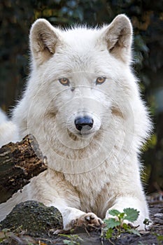 White wolf, Hudson Bay wolf, Canis lupus hudsonicus