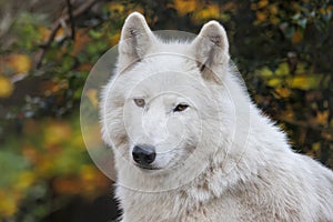 White wolf, Hudson Bay wolf, Canis lupus hudsonicus