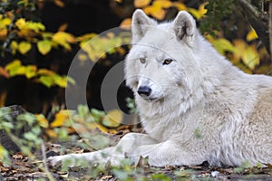 White wolf, Hudson Bay wolf, Canis lupus hudsonicus