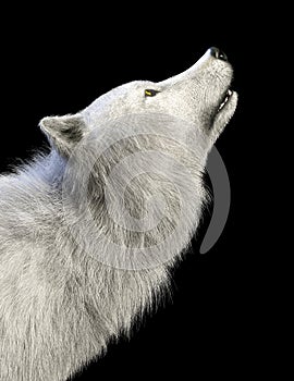 White wolf isolate on dark background