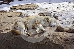 White wolf laying on the groun photo