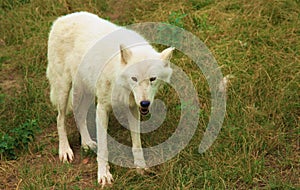 White wolf looking at camera