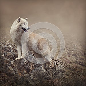 White wolf photo