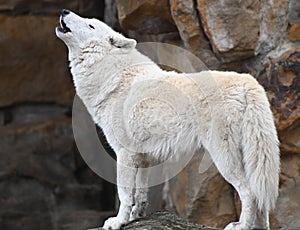A white wolf calls howling in the north forest