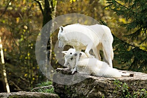 White wolf playing in the forest