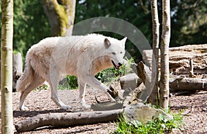 White Wolf on the Prowl