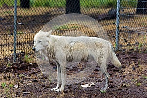 White wolf in the rain