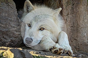 White wolf resting