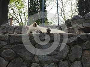 The white wolf is resting on the stones. Animal at the zoo. The wolf stretched out his body and legs on the rock. White