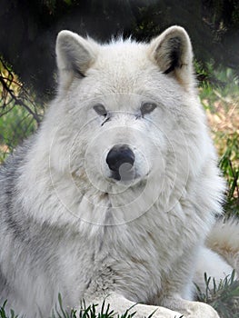 White Wolf resting in summer heat in NewYorkState