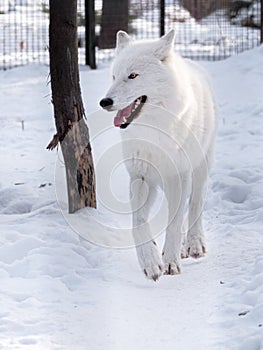 White wolf running at the snow and looking to right