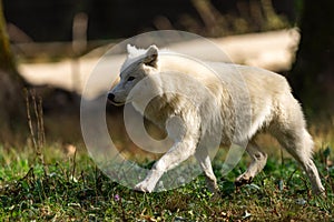 A white wolf runs in the forest