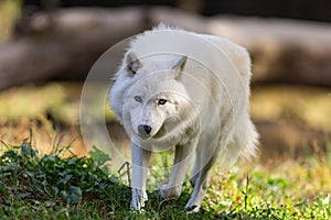 A white wolf runs in the forest