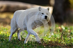 A white wolf runs in the forest