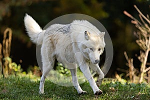 A white wolf runs in the forest