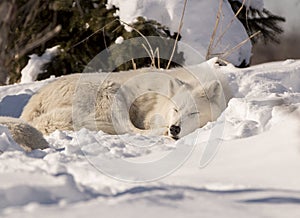 White Wolf Sleeping in Snow