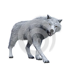 White wolf snarling aggressively. 3D illustration isolated on white background
