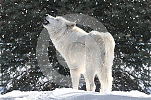 Blanco Lobo en la nieve 